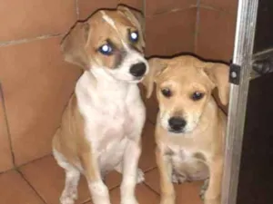 Cachorro raça Viralata idade  nome Nao dei home ainda