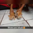 Filhotes