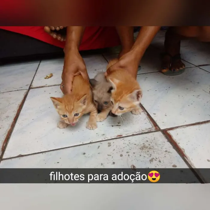 Gato raça Srd idade Abaixo de 2 meses nome Filhotes