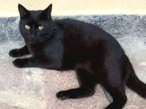 Gato raça  idade 2 anos nome Tim