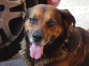 Cachorro raça SRD idade 6 ou mais anos nome Chuchu