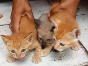Gato raça Srd idade Abaixo de 2 meses nome Filhotes