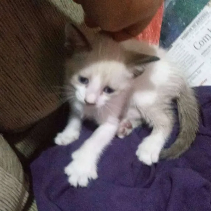 Gato ra a Não tem idade Abaixo de 2 meses nome Não tem