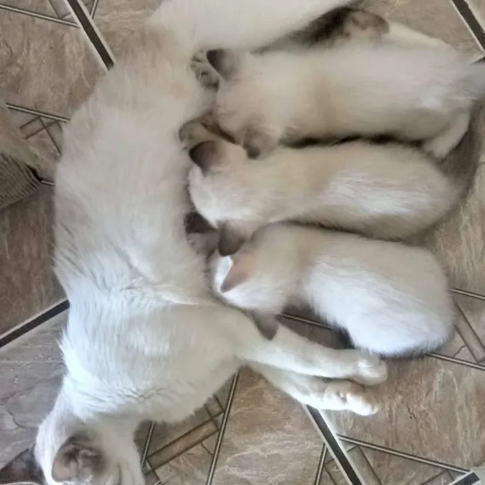 Gato ra a Não tem idade Abaixo de 2 meses nome Não tem