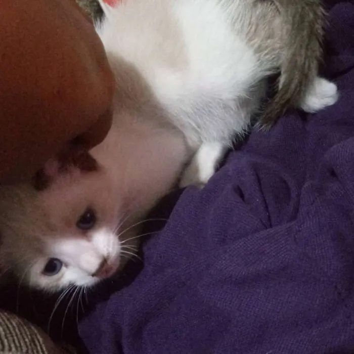 Gato ra a Não tem idade Abaixo de 2 meses nome Não tem