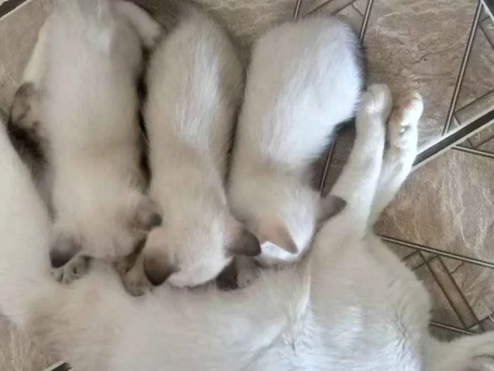 Gato ra a Não tem idade Abaixo de 2 meses nome Não tem