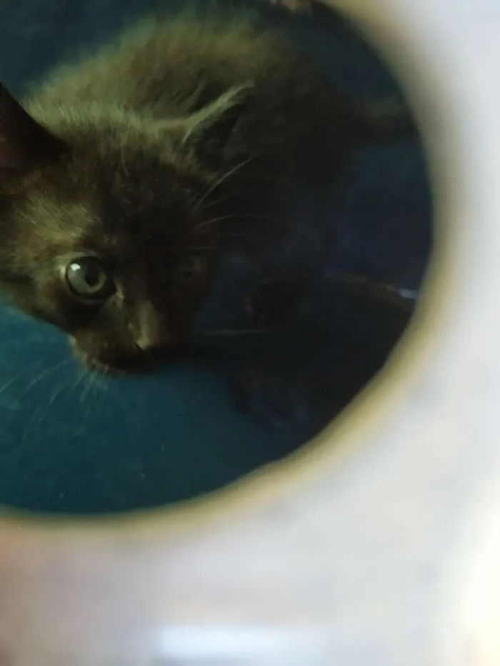 Gato ra a Indefinida idade Abaixo de 2 meses nome Sem nome