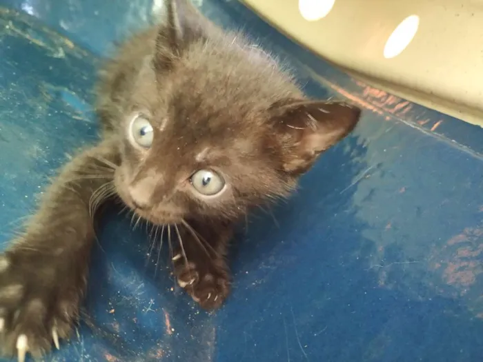 Gato ra a Indefinida idade Abaixo de 2 meses nome Sem nome