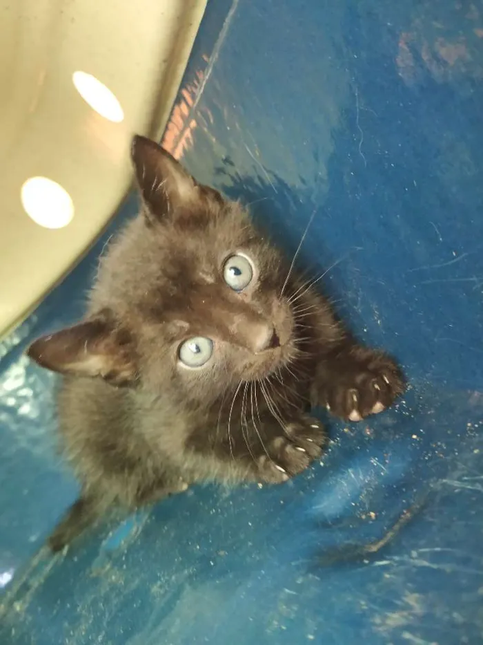 Gato ra a Indefinida idade Abaixo de 2 meses nome Sem nome