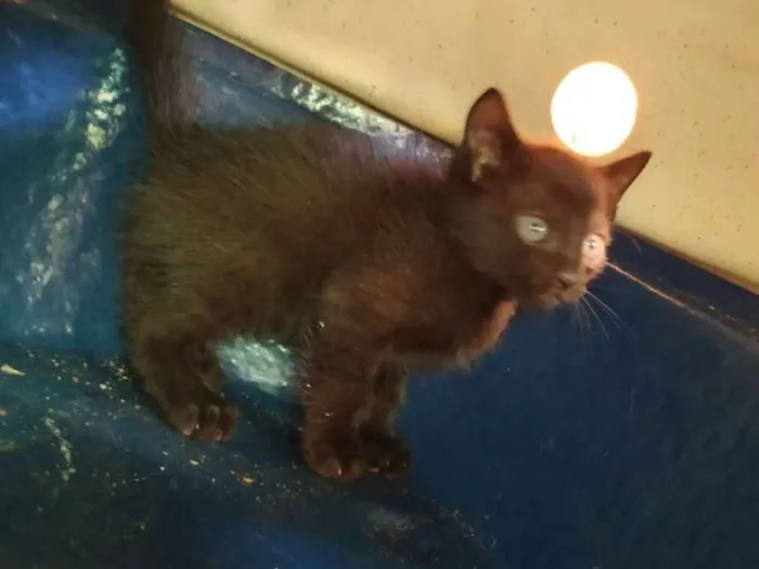 Gato ra a Indefinida idade Abaixo de 2 meses nome Sem nome