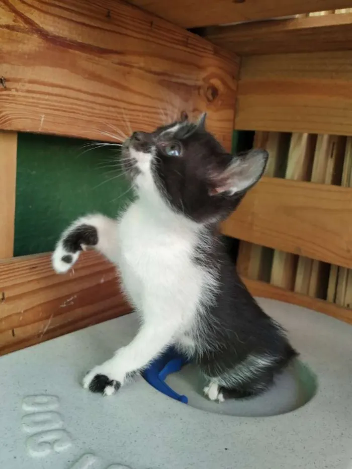 Gato ra a Indefinida idade Abaixo de 2 meses nome Sem nome