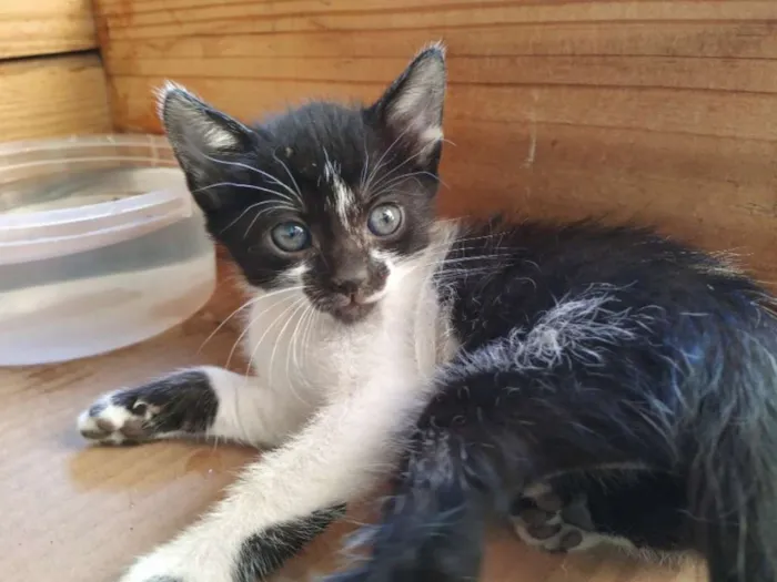 Gato ra a Indefinida idade Abaixo de 2 meses nome Sem nome