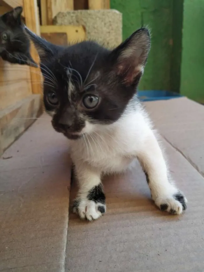 Gato ra a Indefinida idade Abaixo de 2 meses nome Sem nome