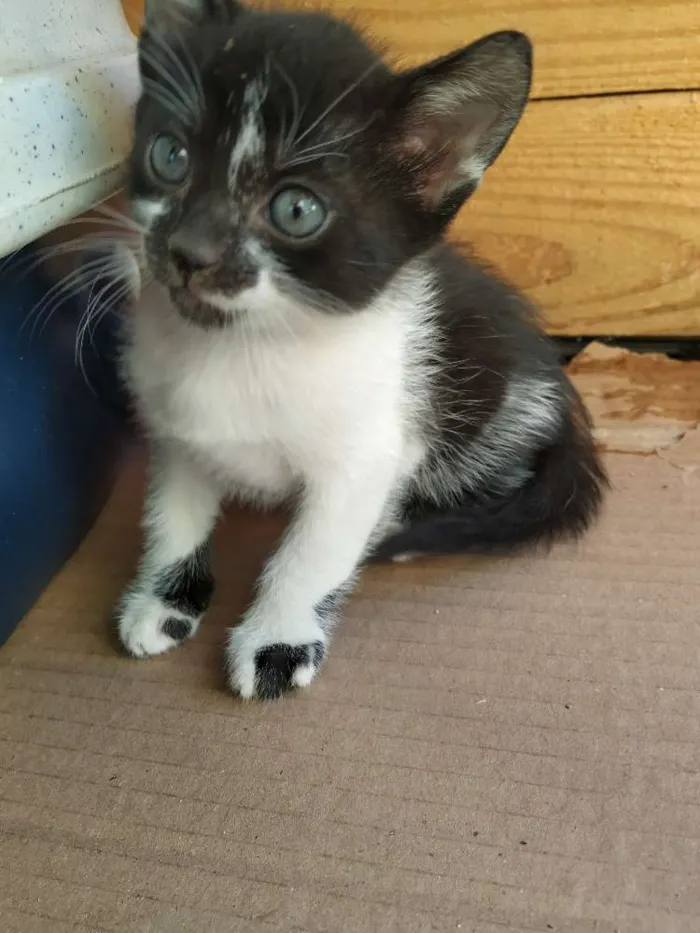 Gato ra a Indefinida idade Abaixo de 2 meses nome Sem nome