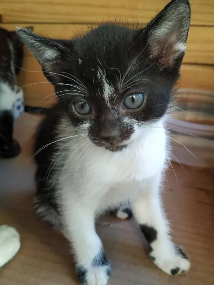 Gato ra a Indefinida idade Abaixo de 2 meses nome Sem nome