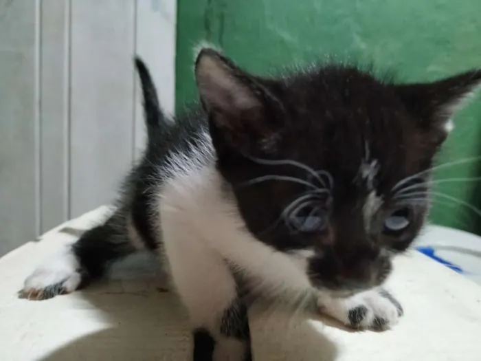 Gato ra a Indefinida idade Abaixo de 2 meses nome Sem nome