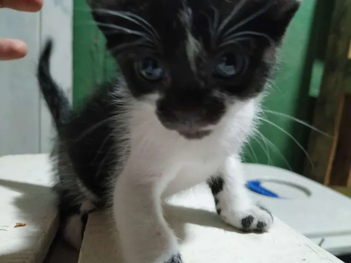 Gato ra a Indefinida idade Abaixo de 2 meses nome Sem nome