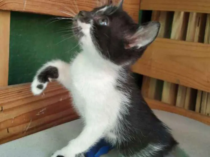 Gato ra a Indefinida idade Abaixo de 2 meses nome Sem nome