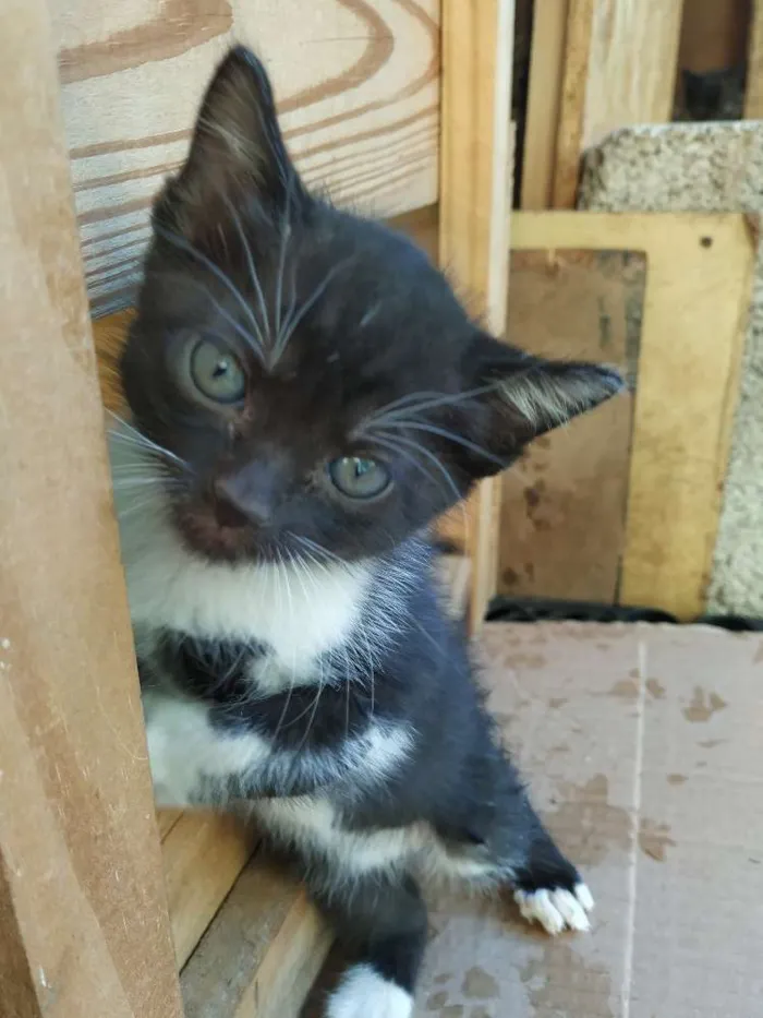 Gato ra a Indefinida idade Abaixo de 2 meses nome Sem nome