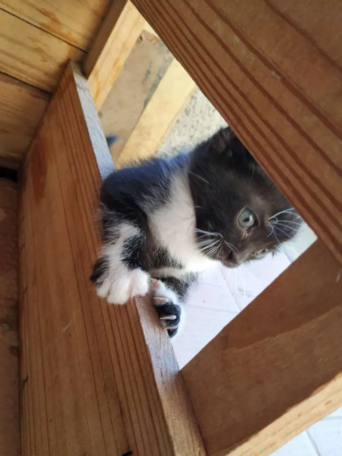 Gato ra a Indefinida idade Abaixo de 2 meses nome Sem nome