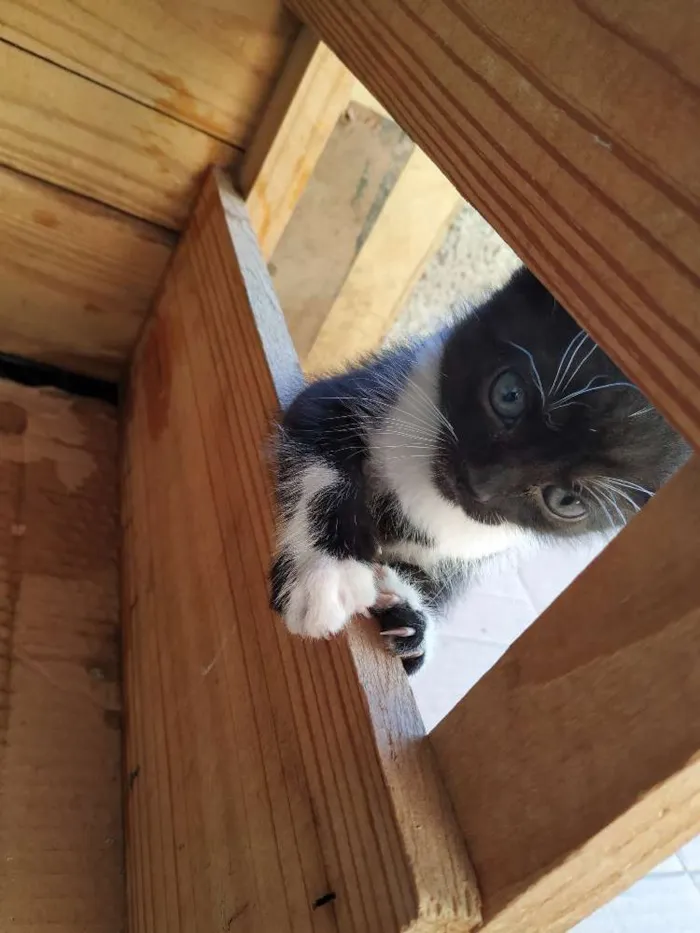 Gato ra a Indefinida idade Abaixo de 2 meses nome Sem nome