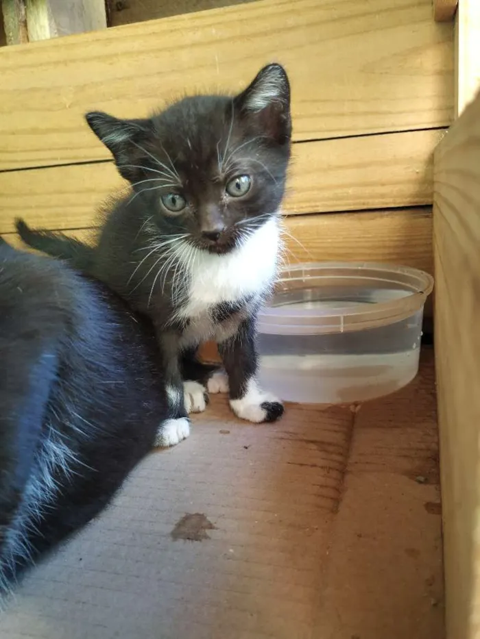 Gato ra a Indefinida idade Abaixo de 2 meses nome Sem nome