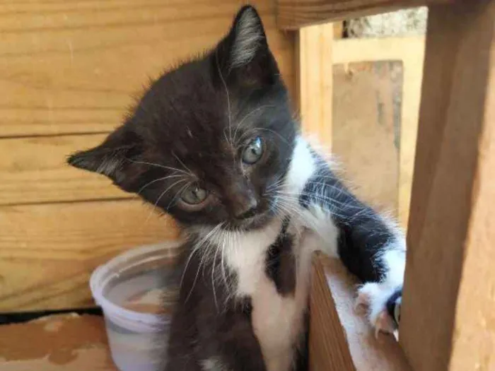 Gato ra a Indefinida idade Abaixo de 2 meses nome Sem nome