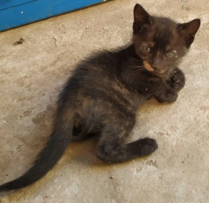 Cachorro ra a Indefinida idade Abaixo de 2 meses nome Sem nome