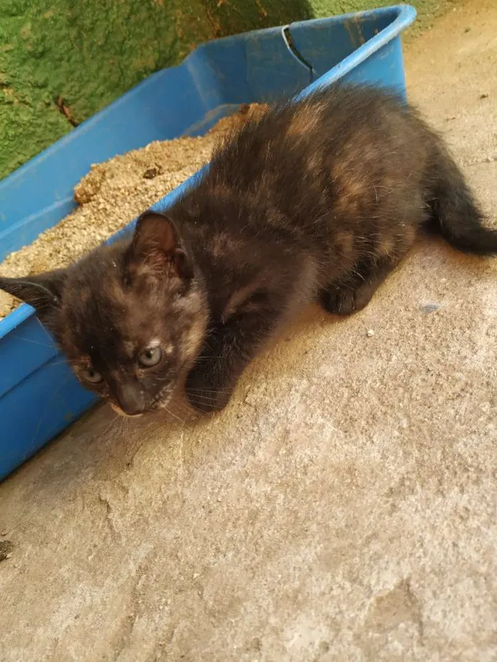 Cachorro ra a Indefinida idade Abaixo de 2 meses nome Sem nome