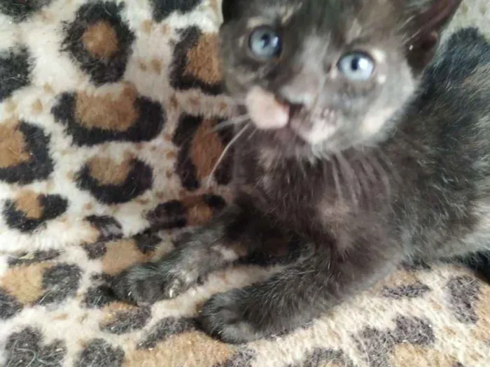 Cachorro ra a Indefinida idade Abaixo de 2 meses nome Sem nome