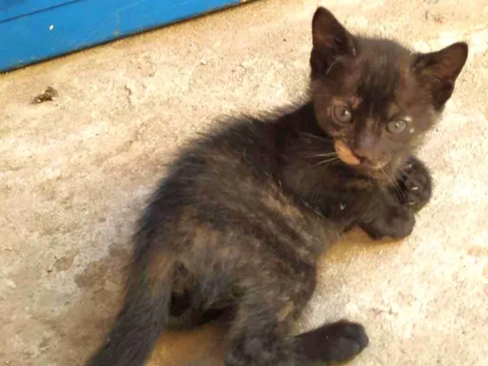 Cachorro ra a Indefinida idade Abaixo de 2 meses nome Sem nome