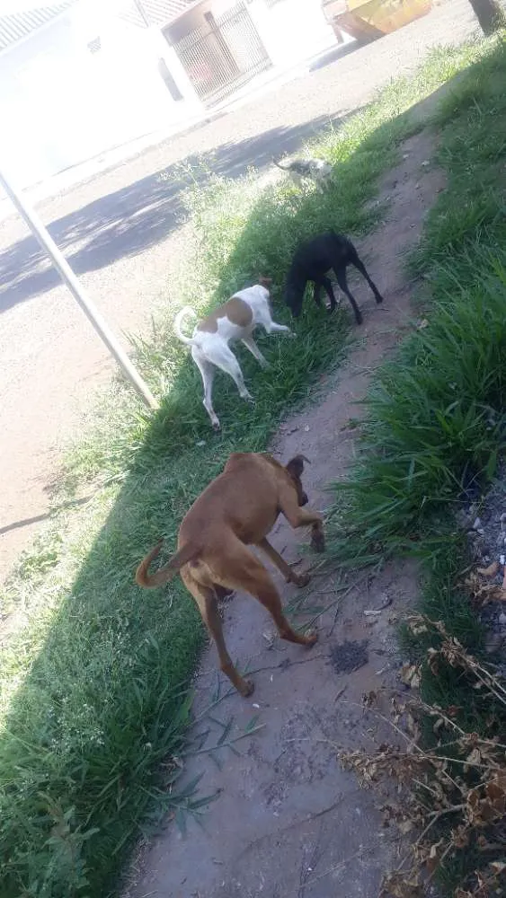 Cachorro raça Vira lata idade  nome Magrao, menina,preti