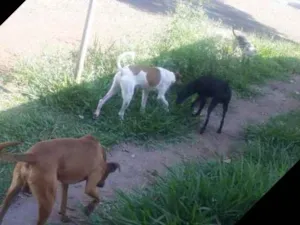Cachorro raça Vira lata idade  nome Magrao, menina,preti