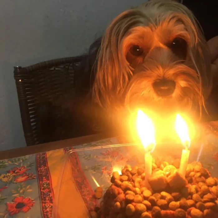 Cachorro ra a Yorkshire  idade 2 anos nome Bebel