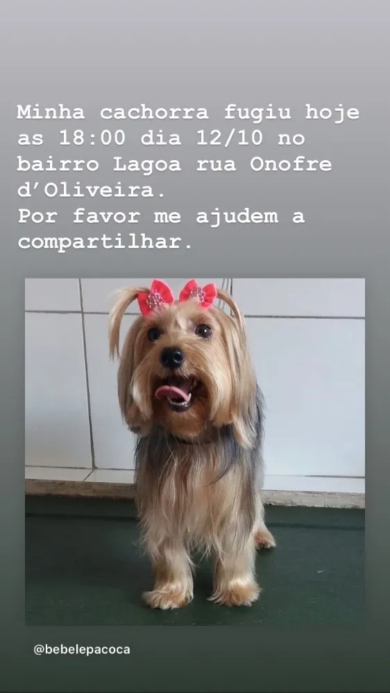 Cachorro ra a Yorkshire  idade 2 anos nome Bebel