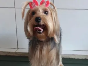 Cachorro raça Yorkshire  idade 2 anos nome Bebel