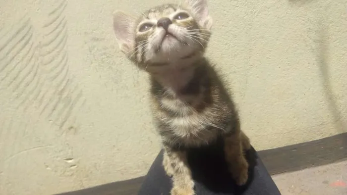 Gato ra a Vira lata idade 2 a 6 meses nome Uma e Una
