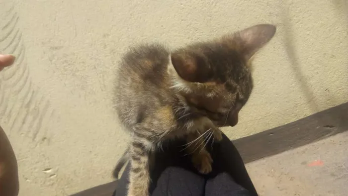 Gato ra a Vira lata idade 2 a 6 meses nome Uma e Una