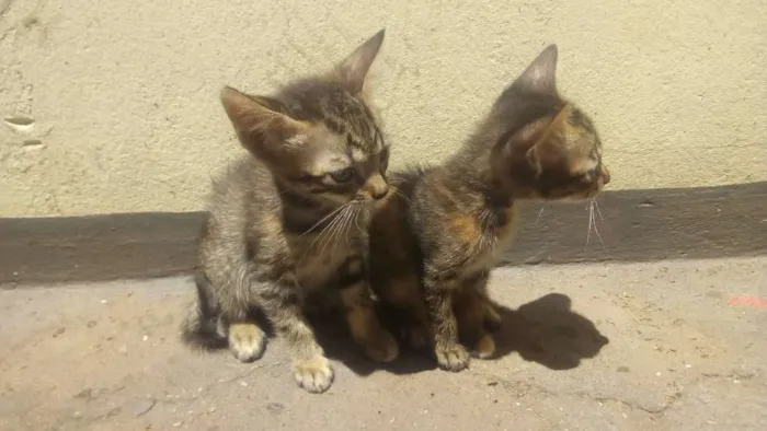 Gato ra a Vira lata idade 2 a 6 meses nome Uma e Una