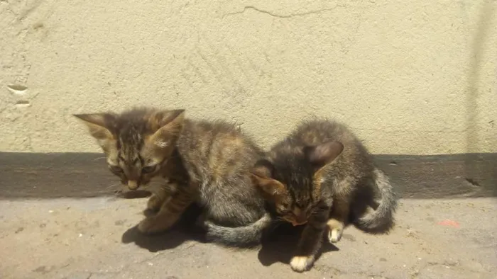Gato ra a Vira lata idade 2 a 6 meses nome Uma e Una