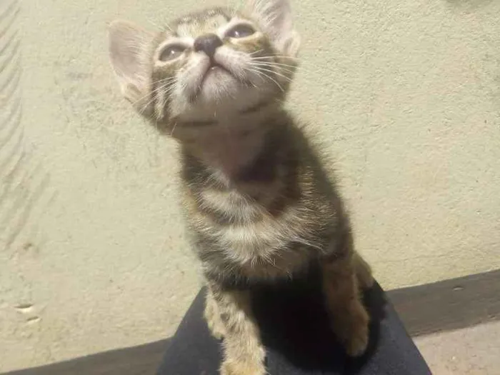 Gato ra a Vira lata idade 2 a 6 meses nome Uma e Una