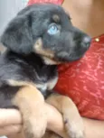 Pretinho