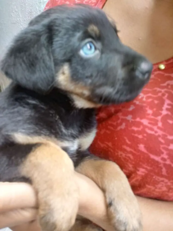 Cachorro ra a Pastor com Rotwailler idade Abaixo de 2 meses nome Pretinho