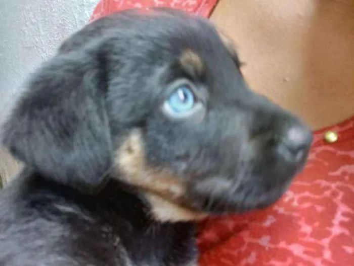 Cachorro ra a Pastor com Rotwailler idade Abaixo de 2 meses nome Pretinho