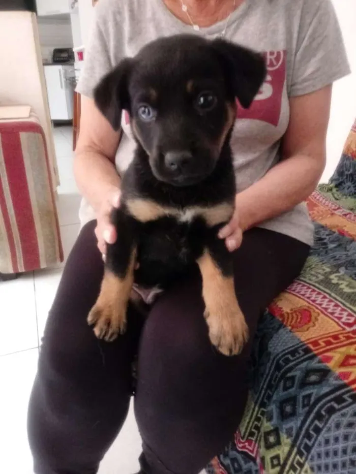Cachorro ra a Pastor com Rotwailler idade Abaixo de 2 meses nome Pretinho