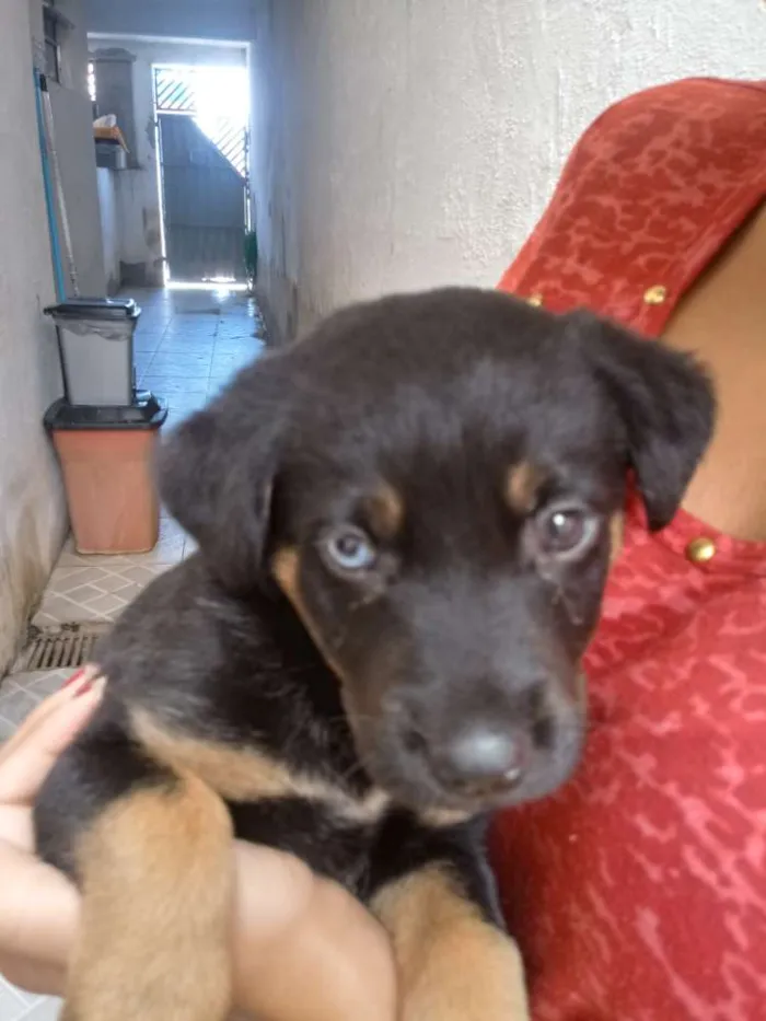 Cachorro ra a Pastor com Rotwailler idade Abaixo de 2 meses nome Pretinho