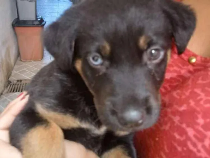 Cachorro ra a Pastor com Rotwailler idade Abaixo de 2 meses nome Pretinho