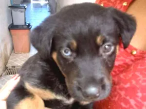 Cachorro raça Pastor com Rotwailler idade Abaixo de 2 meses nome Pretinho