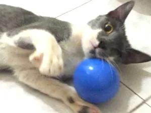 Gato raça S.R.D. idade 7 a 11 meses nome Dolly