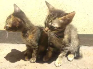 Gato raça Vira lata idade 2 a 6 meses nome Uma e Una